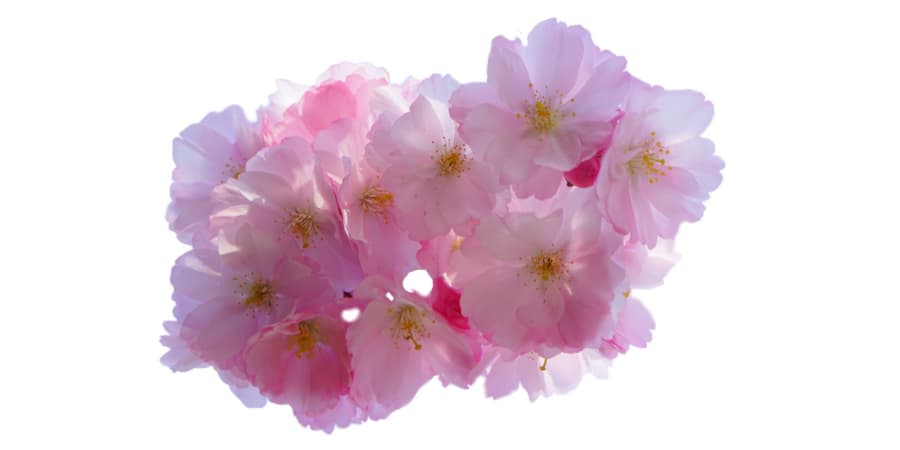sakura flor cerezo sencillez feminidad la delicadeza la primavera la juventud la fertilidad el amor la amistad